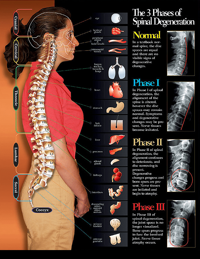 Spinal Cord