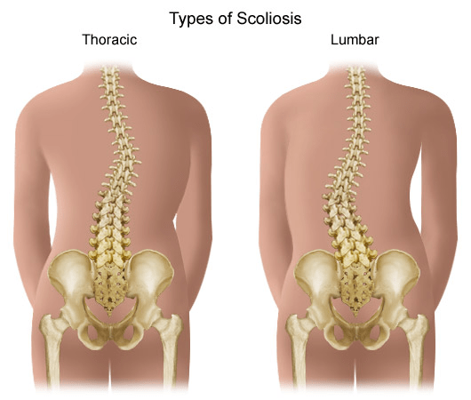 Spinal Cord with Skull and Lower Back